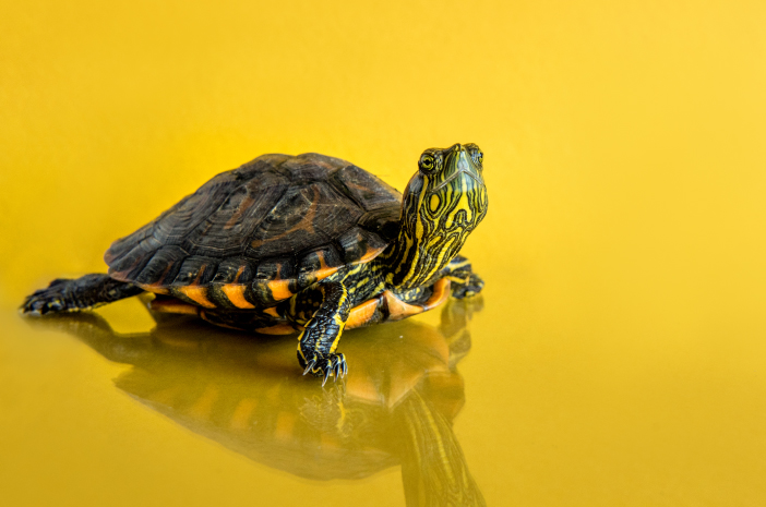 Poznaj 4 fakty na temat żółwia brazylijskiego