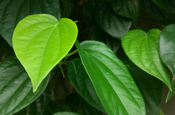 Betel Leaf יכול להתגבר על לוקורריאה, באמת?