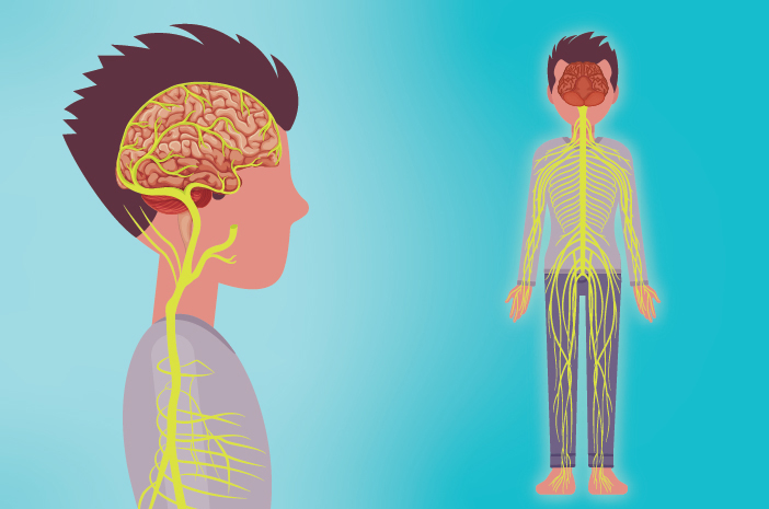 7 фактів про нервову систему в людському тілі