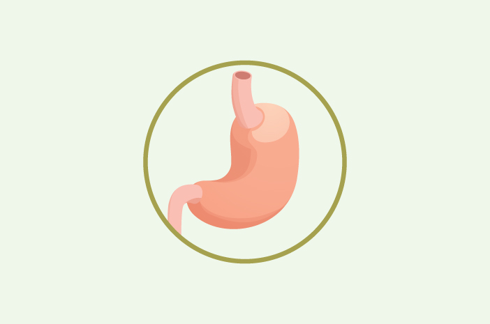 Rozpoznaj 4 funkcje żołądka dla ludzkiego ciała