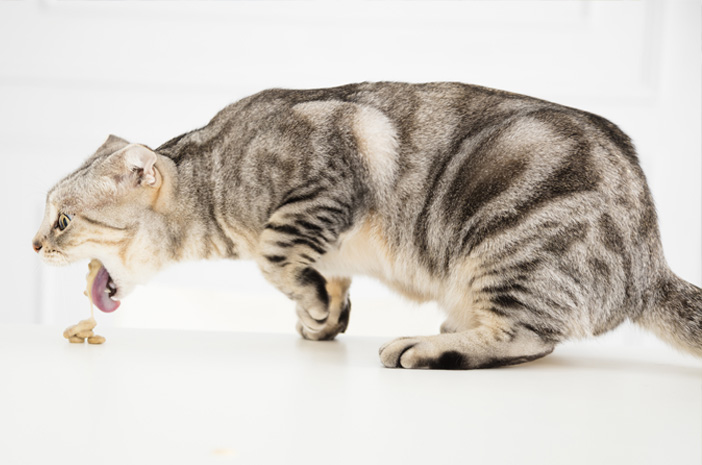 6 Symptomen en manieren om een ​​vergiftigde kat te overwinnen