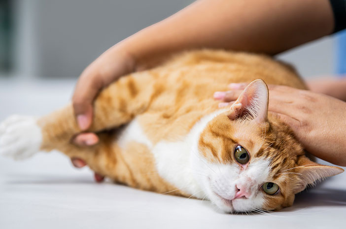 Vorsicht vor Demodecosis-Hautkrankheit bei Haustierkatzen