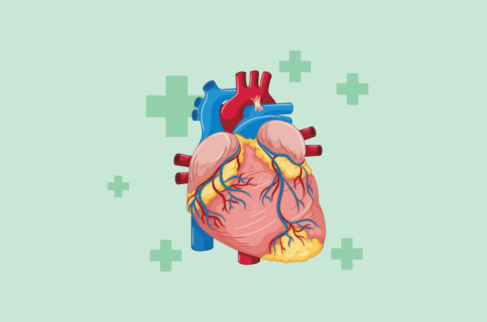 הכר את הפונקציות החשובות של שריר הלב בבני אדם