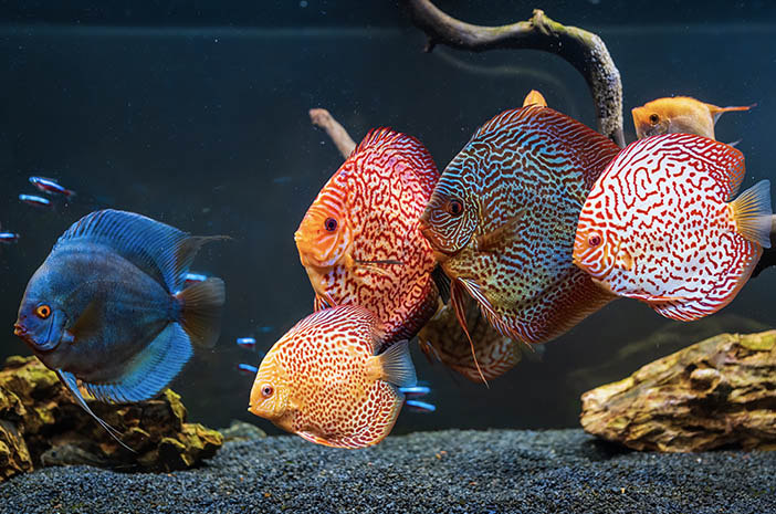 Ovo je 5 bolesti na koje su osjetljive ribe kućne ljubimce