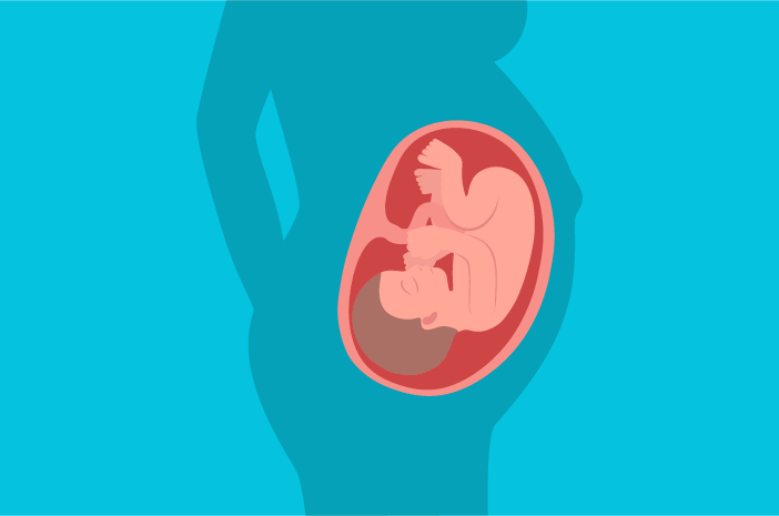 39 Wochen fetale Entwicklung