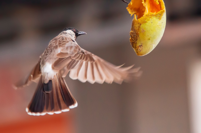Verschiedene Arten von gesundem Futter für Finkvögel