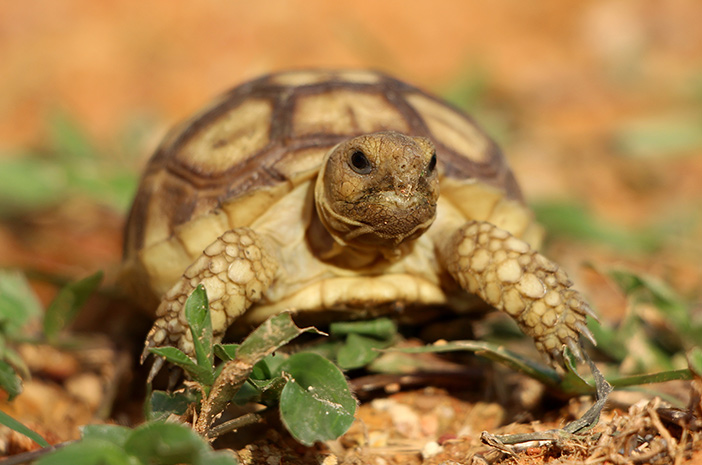Detta är den kompletta guiden till att odla Sulcata-sköldpaddor