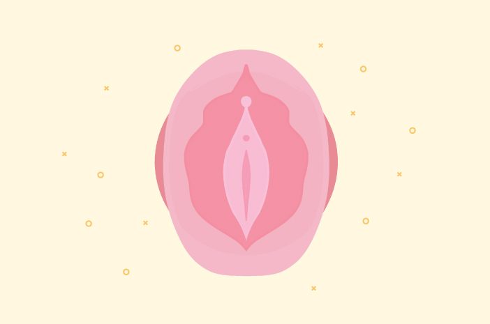 Esta es la función de la vulva en el sistema reproductor femenino.