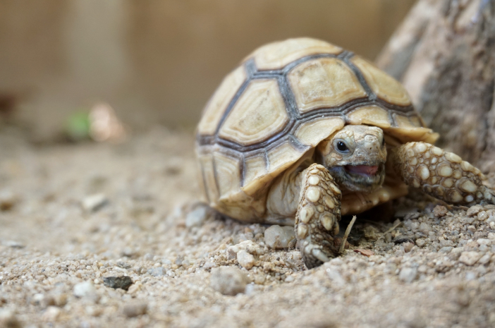 4 uppfödningsbara sköldpaddslopp
