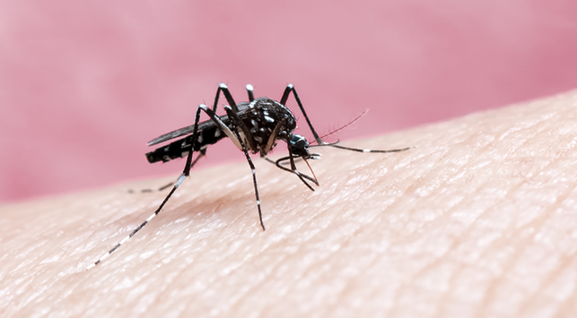 Comment propager le paludisme et sa prévention qui doit être surveillée