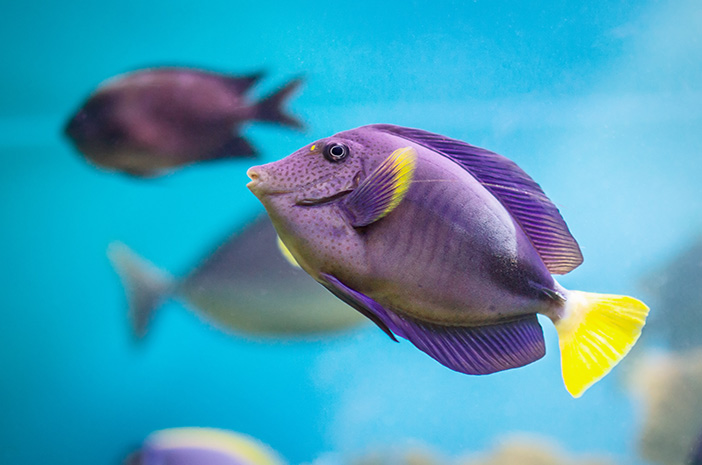 7 vrsta slatkovodnih ukrasnih riba koje se lako održavaju