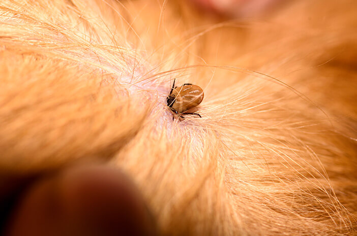 Este es el peligro de las pulgas en las mascotas