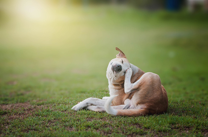 ¿Cuáles son las causas de las pulgas de los perros?