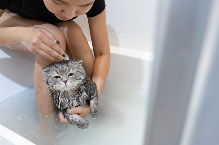 Ne soyez pas négligent, c'est la bonne façon de baigner les chatons persans