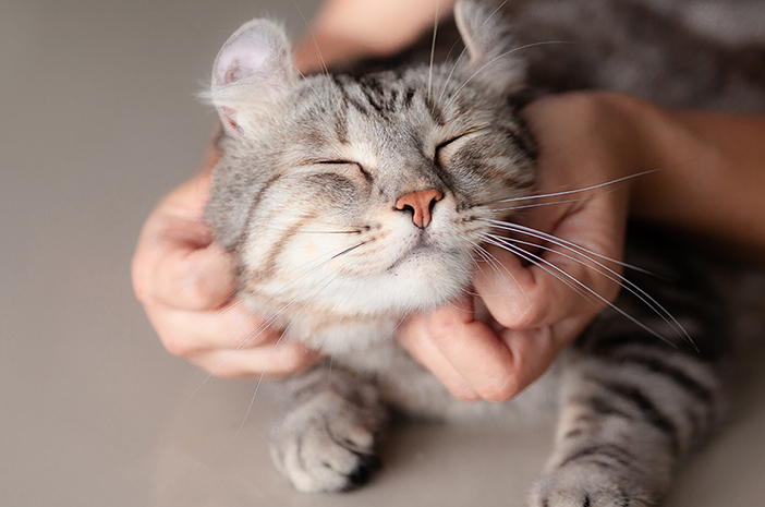 Hur man förebygger hudsjukdomar hos katter