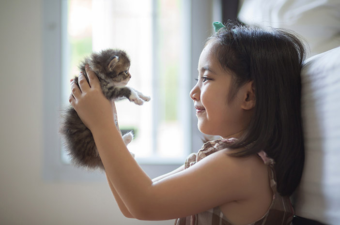 Sie müssen wissen, dass dies 5 richtige Möglichkeiten sind, sich um Angorakatzen zu kümmern