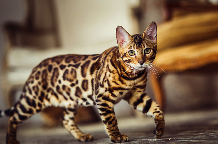 Tudjon meg 7 érdekes tényt a bengáli macskákról