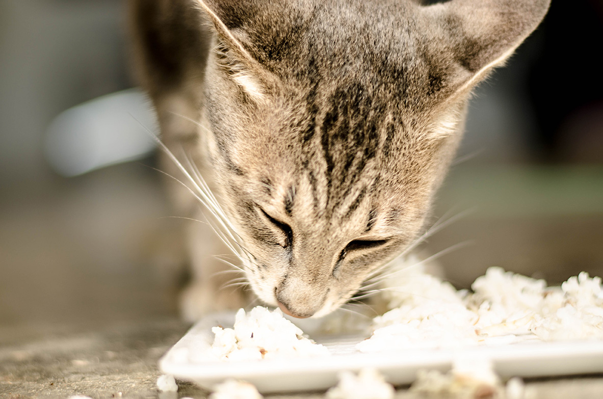 Dajte rižu za hranu za mačke, postoji li opasnost?