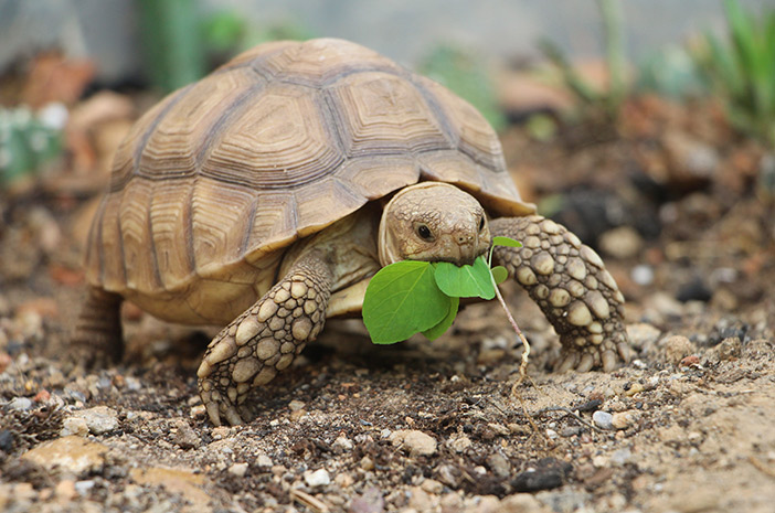 Lär känna Sulcata-sköldpaddan närmare hotad