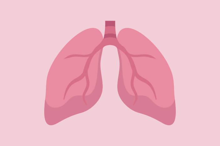 Дізнайтеся більше про функцію легенів для організму