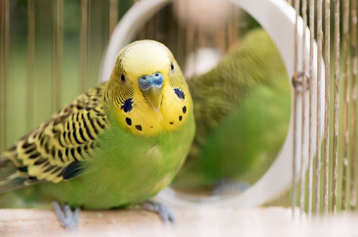 Fakty na temat papug, które mają piękne kształty