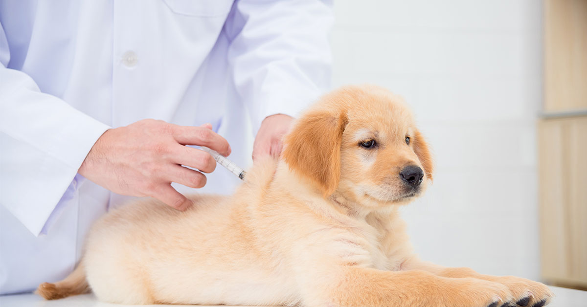 När är den bästa tiden att ge en hund ett vaccin?