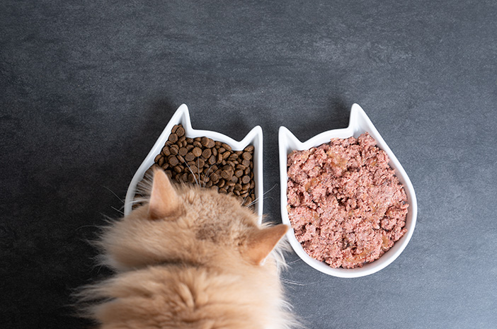 מזון רטוב או יבש לחתולים, מה עדיף?