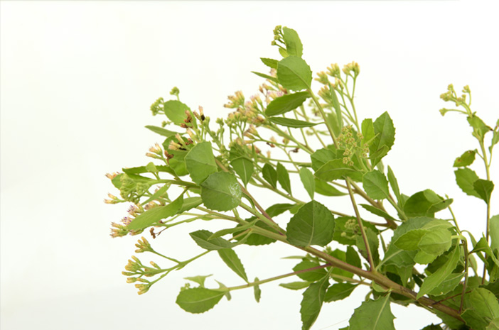 Conozca los 5 beneficios de las hojas de Beluntas para la salud