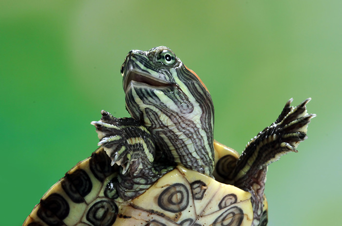 Вот как вырастить бразильских черепах в домашних условиях