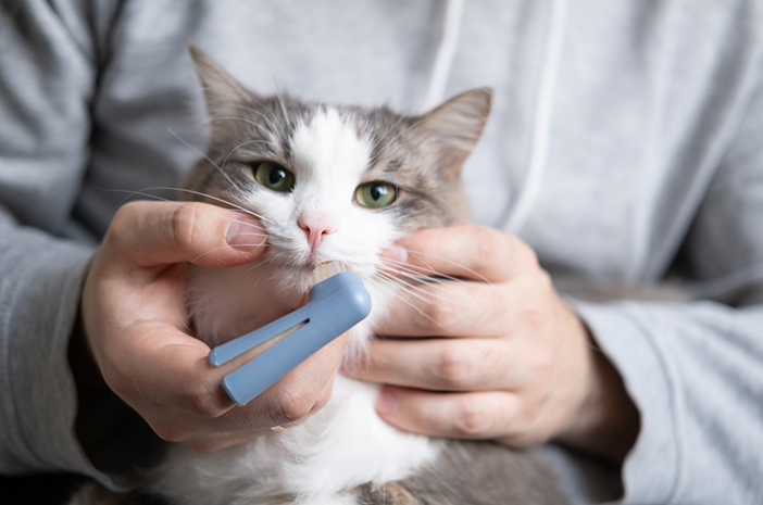 Benötigen Sie eine Zahnbehandlung, um Plaque bei Katzen zu entfernen?