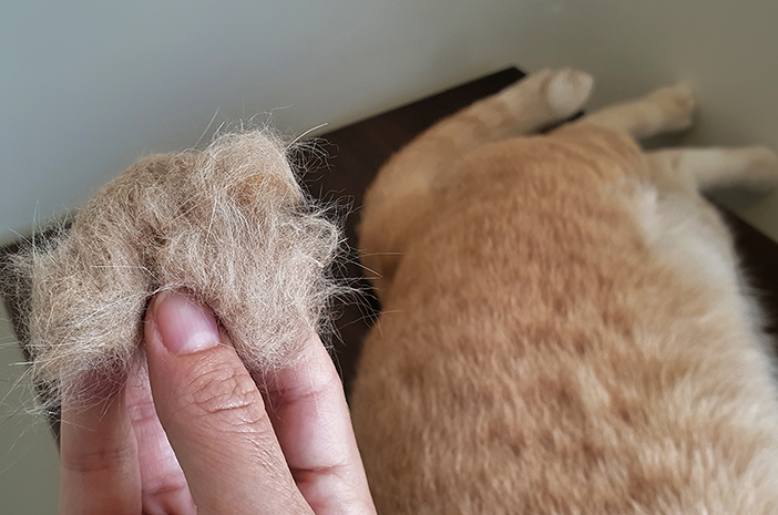 Haustierkatzen, die Haarballen haben, hier ist, wie man sie überwindet