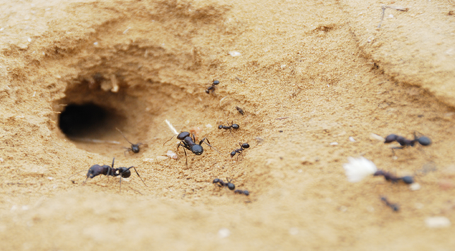 혐오할 필요가 없습니다. 개미 둥지의 10가지 이점이 있습니다.