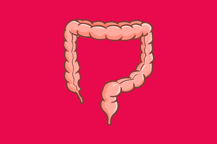 ¿Cuál es la función del intestino grueso en el proceso digestivo?