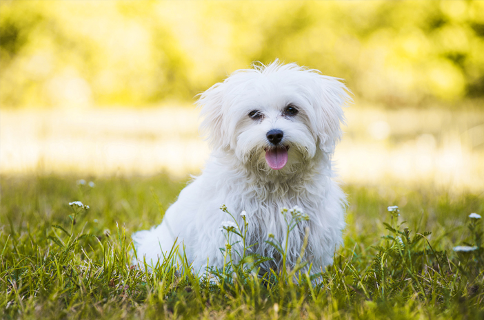 Дізнайтеся 5 цікавих фактів про мальтійських собак