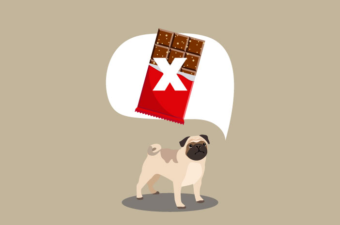 강아지가 초콜릿을 먹으면 안되는 이유는 무엇입니까?