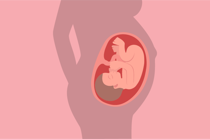 37 semanas de desarrollo fetal