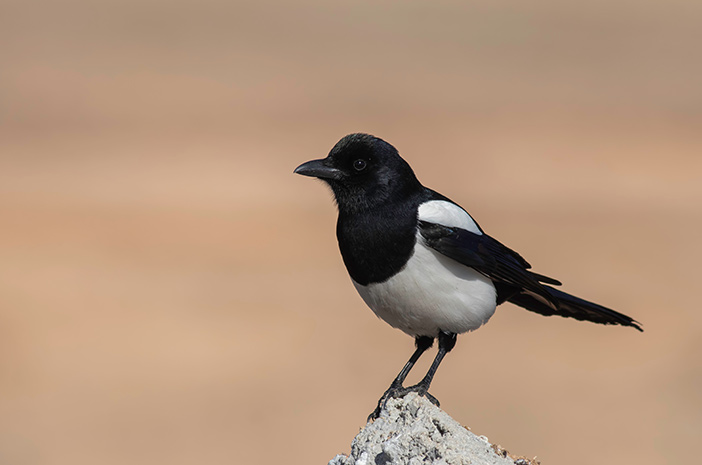 Как позаботиться о том, чтобы птицы-каменные сороки часто пели