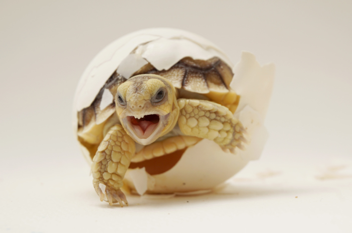 6 intressanta fakta om Sulcata-sköldpaddan