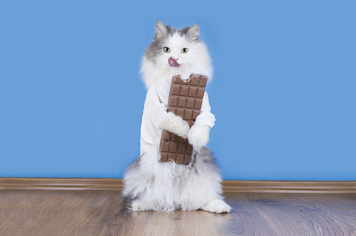 Är katter säkra att äta choklad?