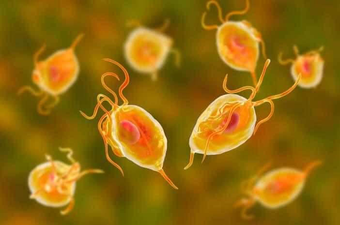 Connaître l'impact des parasites protozoaires sur le corps