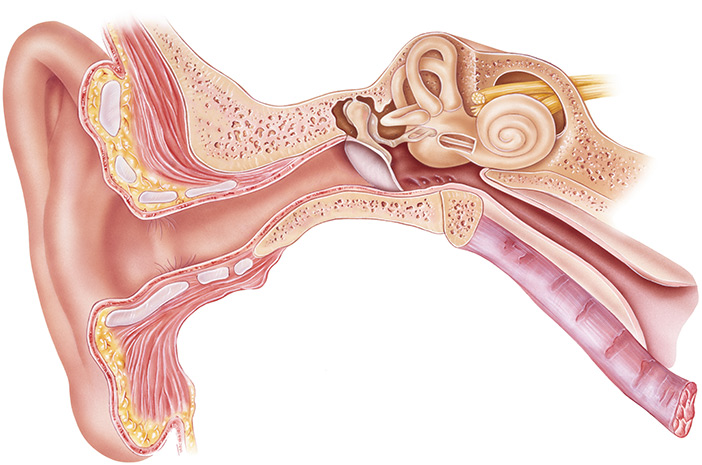 Conozca la función y la anatomía del oído interno
