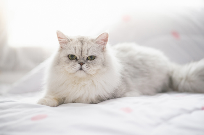 5 Arten von Katzen mit Flatnose und Peaknose