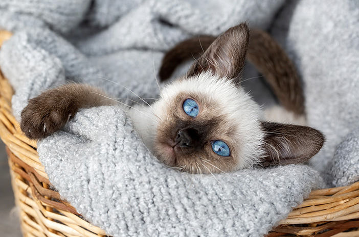 Fördelarna med siamesiska katter som är intressanta att veta