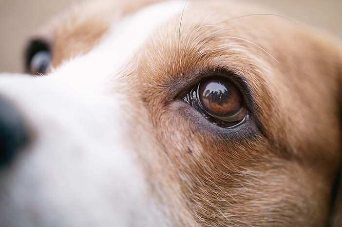 개에게 영향을 줄 수 있는 6가지 눈 문제