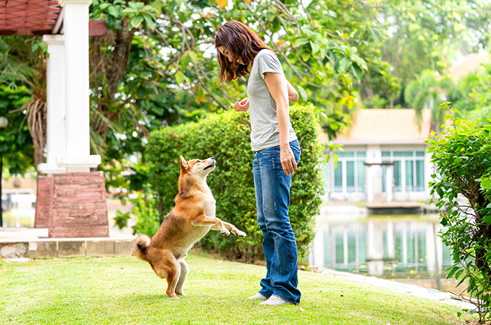 4 trucuri pentru a dresa câinii să fie ascultători de la un copil