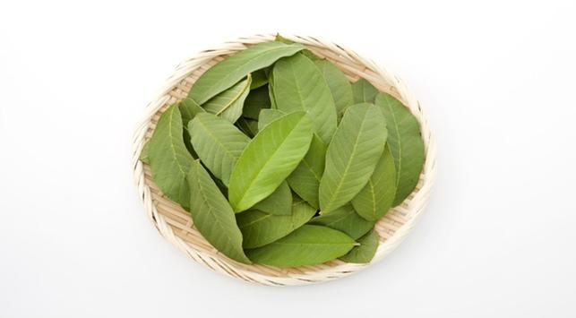 Estos son los beneficios ocultos de las hojas de guayaba