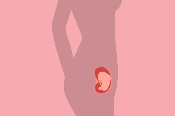 Desarrollo fetal a las 9 semanas