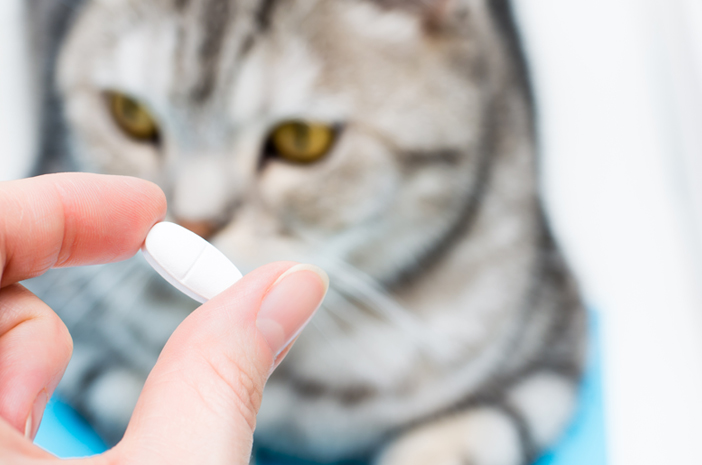 Dans quelle mesure est-il important pour un chat de compagnie de prendre des vitamines ?