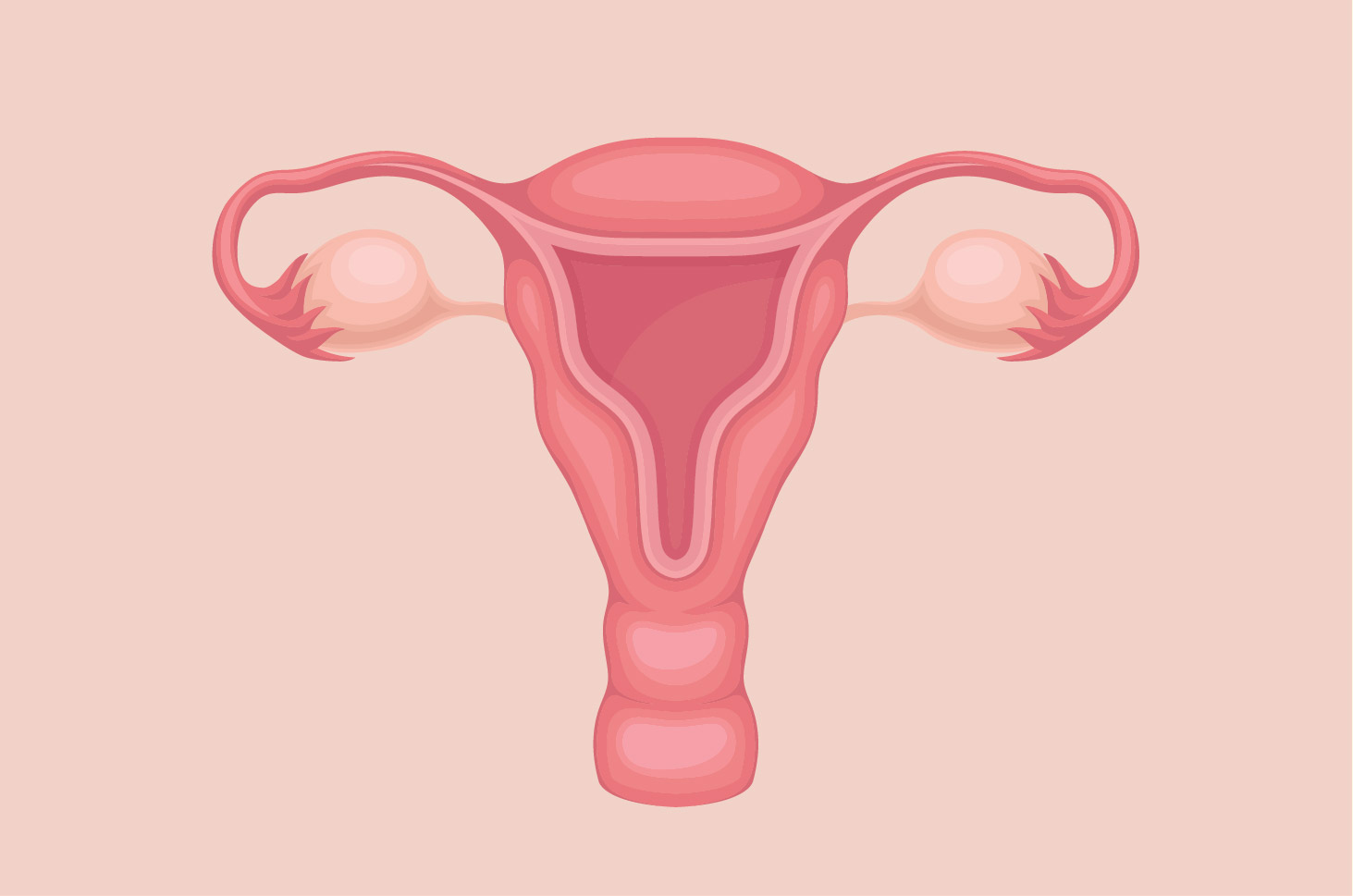 Förklaring av livmoderfunktion hos kvinnor