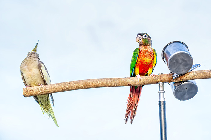 Ось чому папуги можуть наслідувати людські голоси